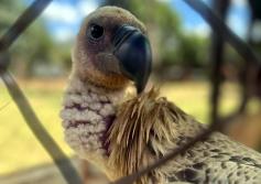 african vulture