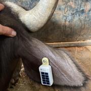 GSatSolar - Tagged to water buffalo